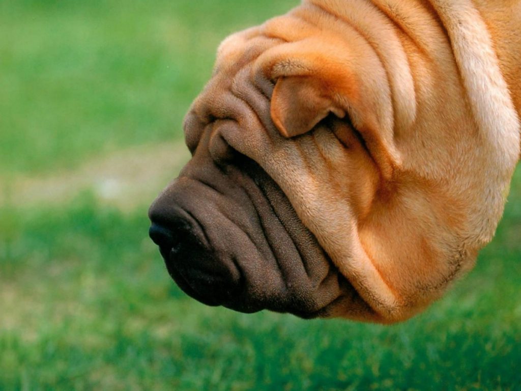 5 лучших морщинистых пород собак со складками: фото, описание и стоимость щенков