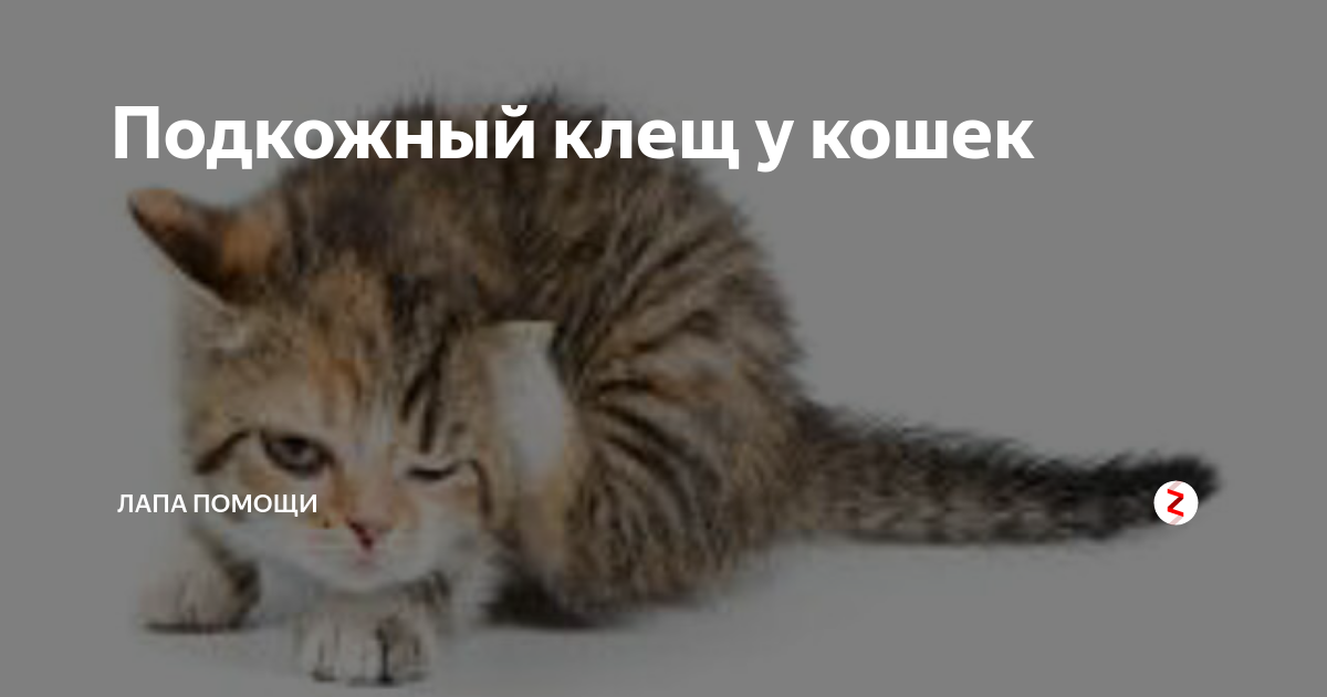 Демодекоз у кошек лечение в домашних условиях: может ли человек заразиться