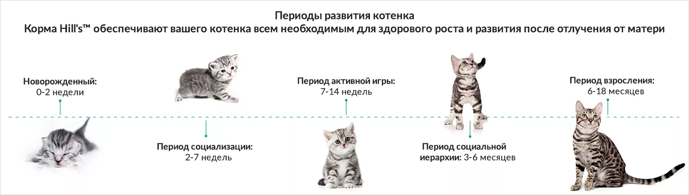 Продолжительность течки у кошки