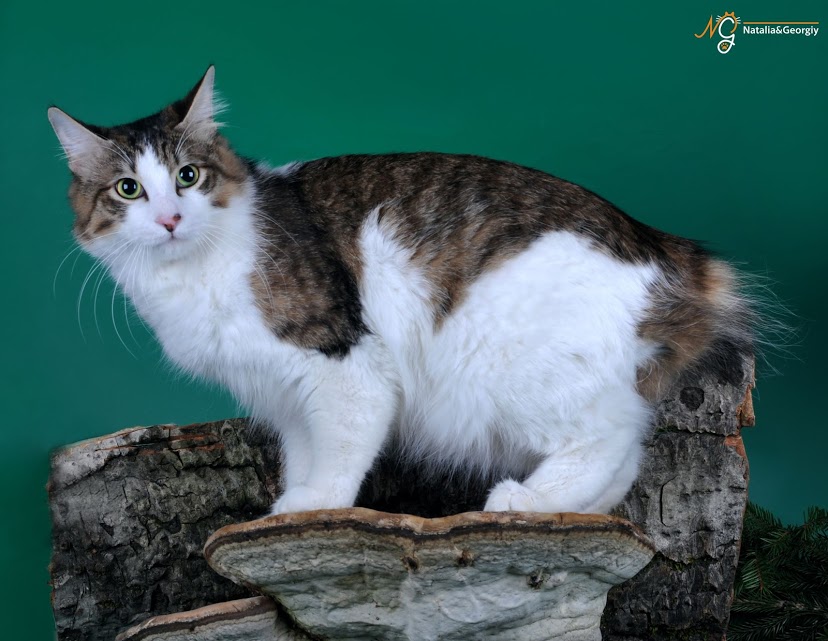 Кимрик или уэльская кошка - мир кошек