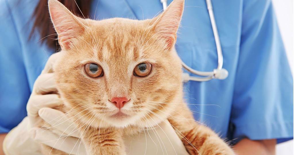 Симптомы и лечение мочекаменной болезни у кота