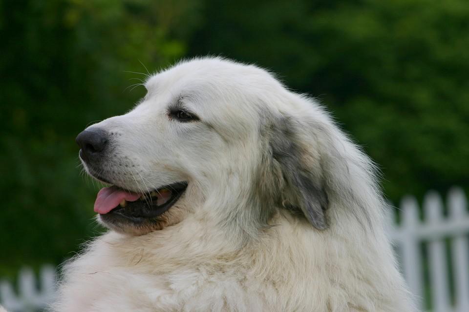 Пиренейский мастиф — фото, описание породы собак, особенности характера