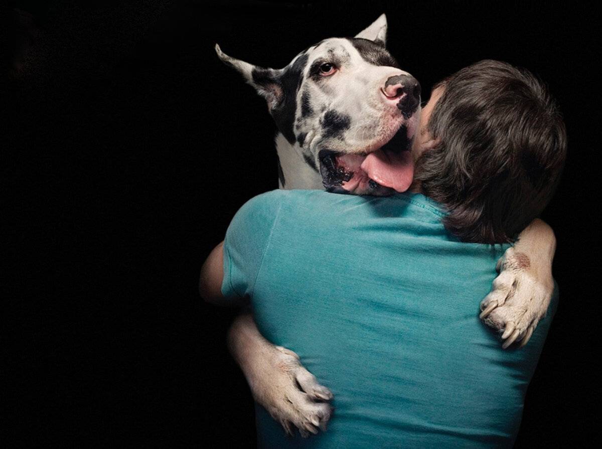 Самые верные собаки — топ 25: самые интересные истории о преданных собаках
