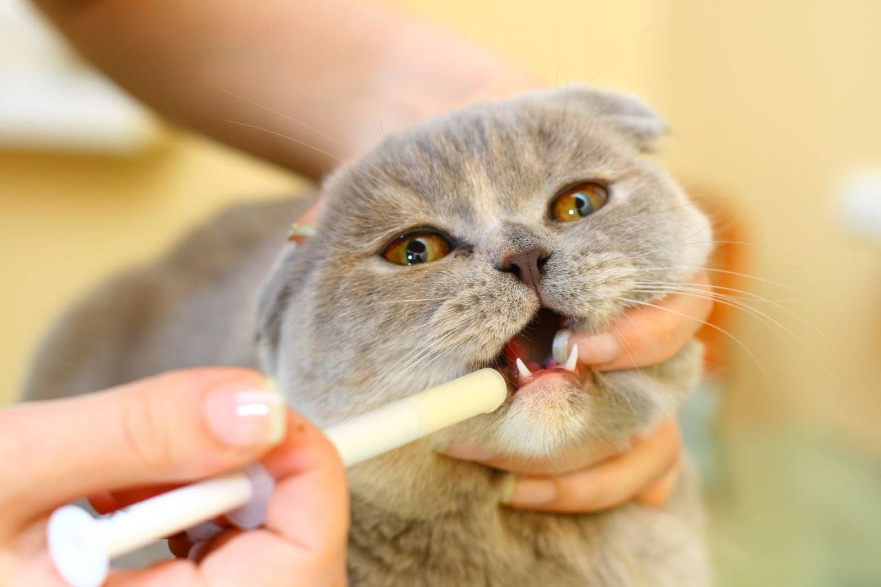 Кот или кошка чихает: причины (в том числе почему это бывает у котенка), что делать, рекомендации специалистов