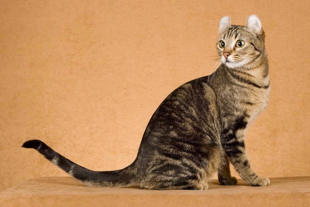 Эти разные и прекрасные кошки: классификация пород, фото, отзывы