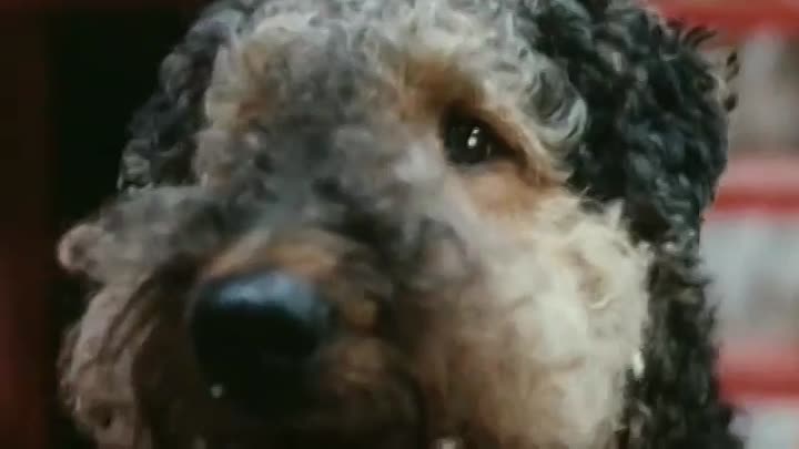 Порода собаки из фильма электроник: как звали, что за порода, фото и описание