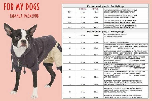33 топовых породы собак для содержания в квартире