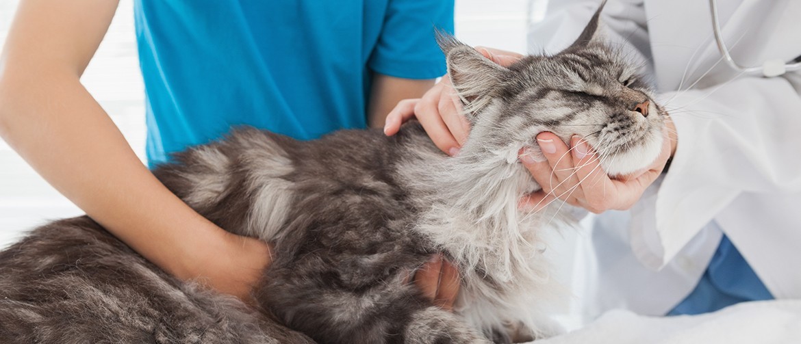 Трахеит у кошек: что такое и чем опасен, формы заболевания, первые признаки, лечение, кормление и уход за больной кошкой