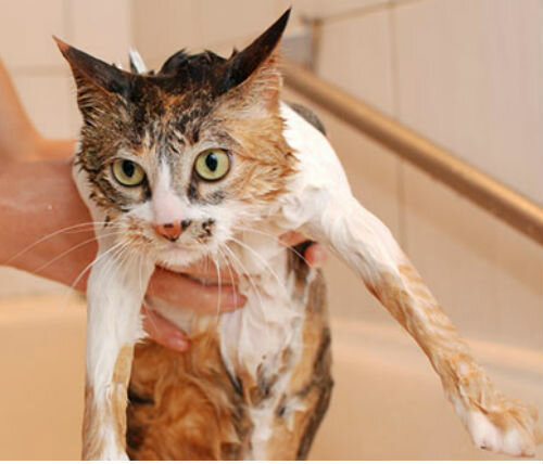 Мытье выставочных кошек