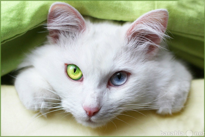 Кошки и коты с разными глазами: породы | белая, фото