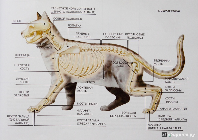 Особенности строения скелета кошек: черепа, лап и туловища