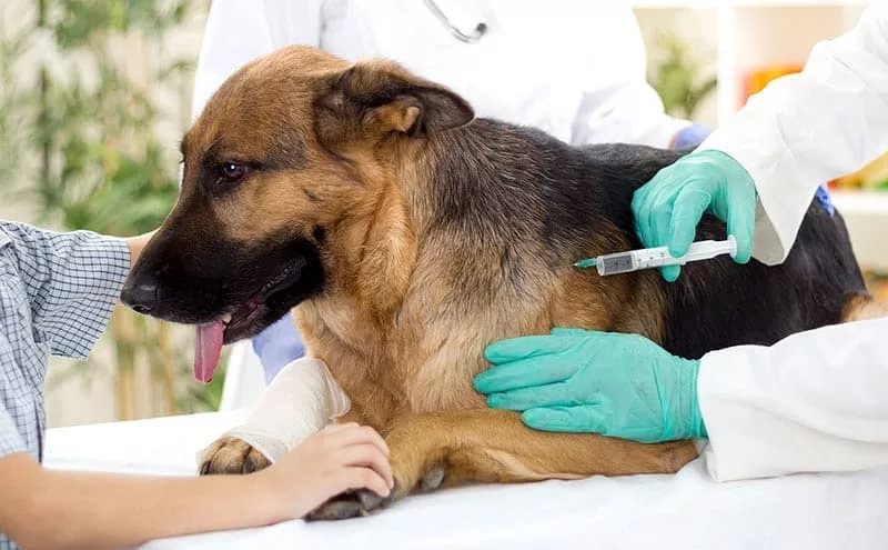 Срок действия прививки от бешенства у собак и ее периодичность