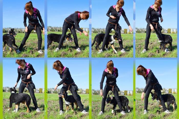 Натаска охотничьих собак: упражнения для дрессировки и обучение охоте