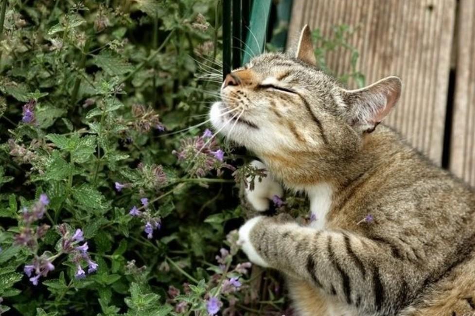 Кошачья мята: 95 фото и видео действия на кошек. советы по выращиванию, выбору и применению мяты