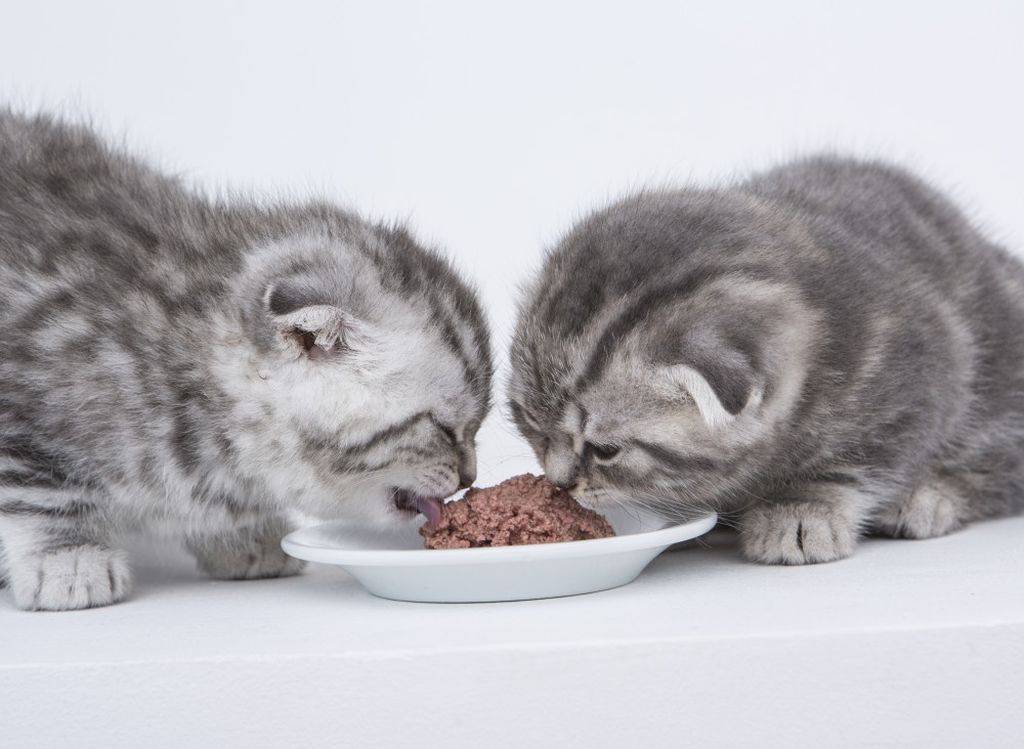 Как приучить котенка к сухому корму: без вредя для его здоровья