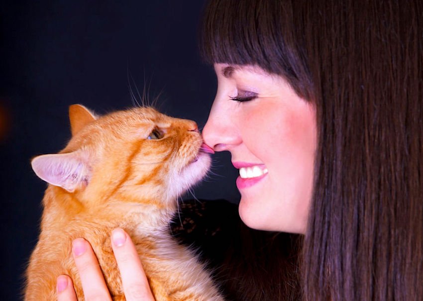 Почему кошка лижет человека: попрошайничество, проявление любви