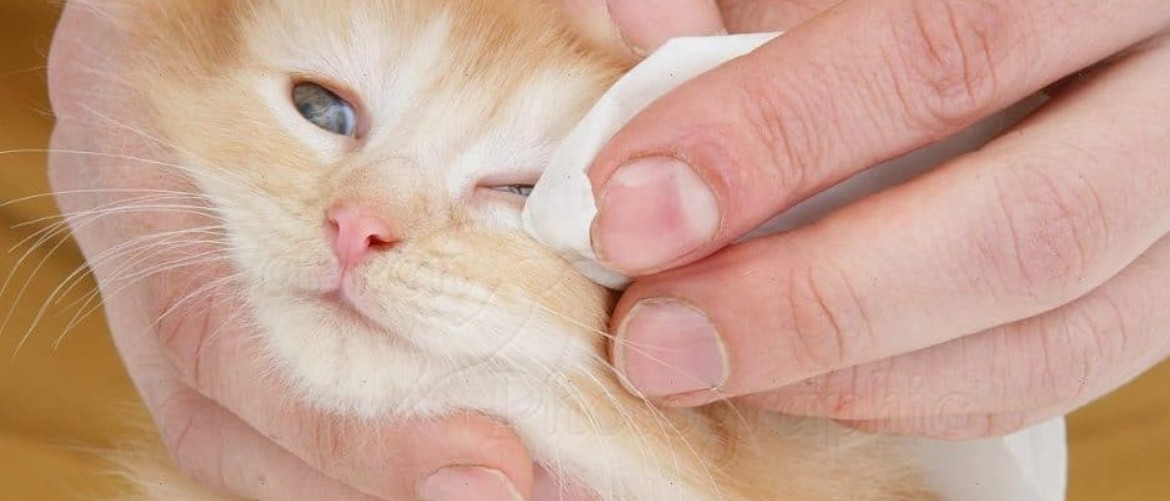 Опасен ли хлоргексидин для кошек