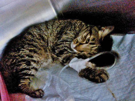 Симптомы и лечение гемобартонеллеза у кошек