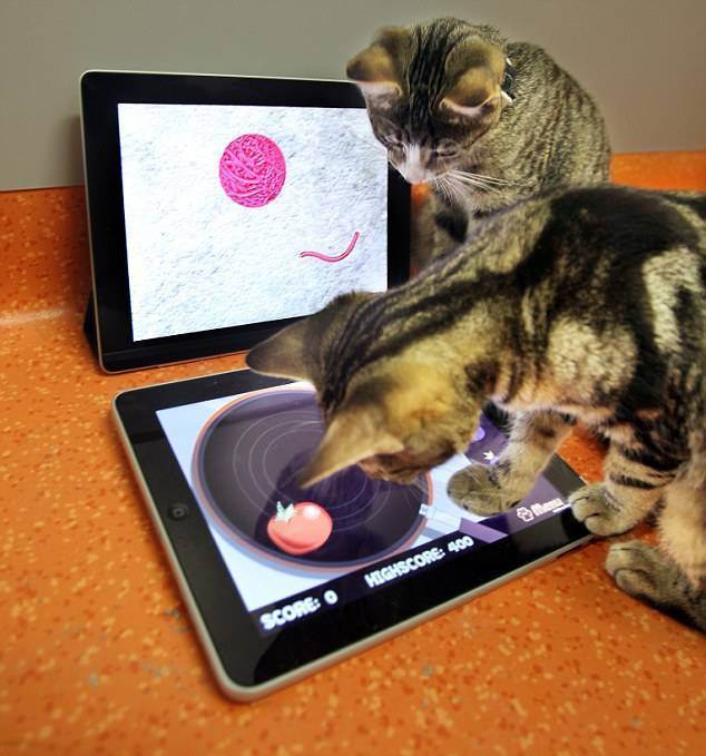 Специальные игры для котов на планшете