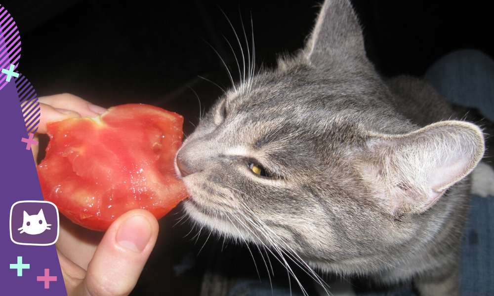 Почему коты любят оливки?