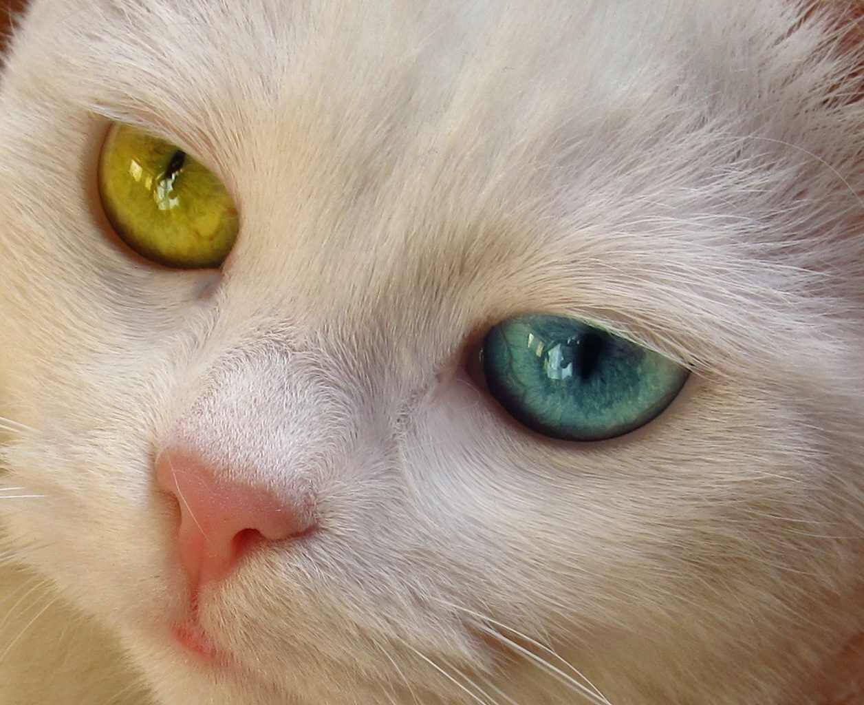 Кошки с зелеными глазами: список пород и особенности их характера