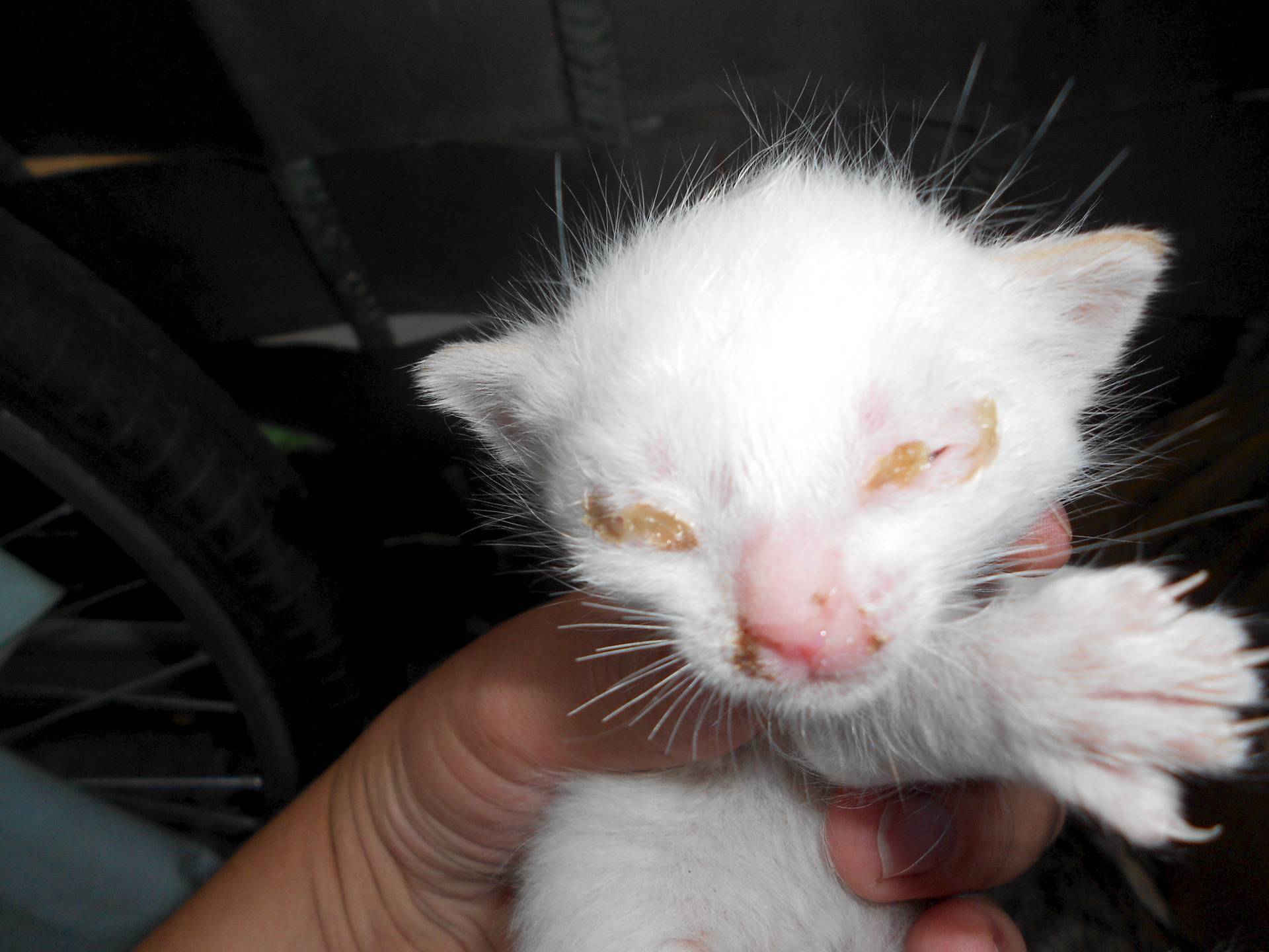 Развитие котят после рождения: когда открываются глаза и появляется зрение, слух, первые зубы