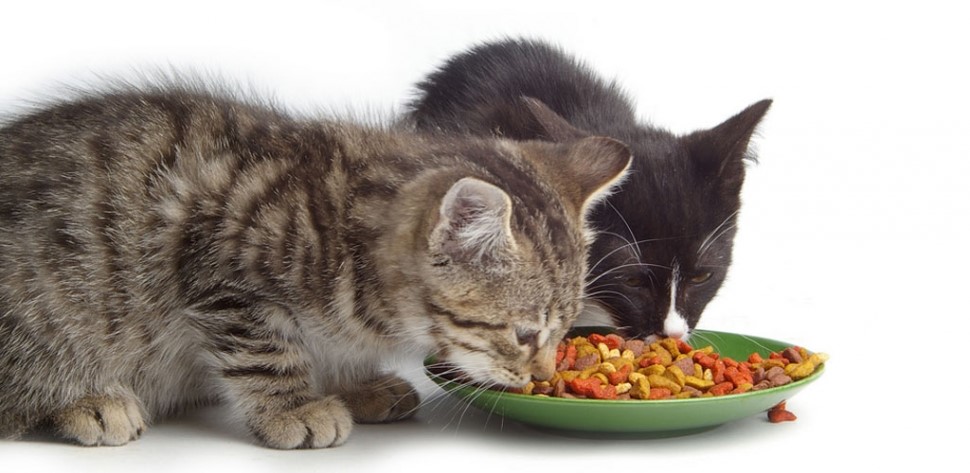 Чем кормить старую кошку: советы и рекомендации о правильном и сбалансированном питании