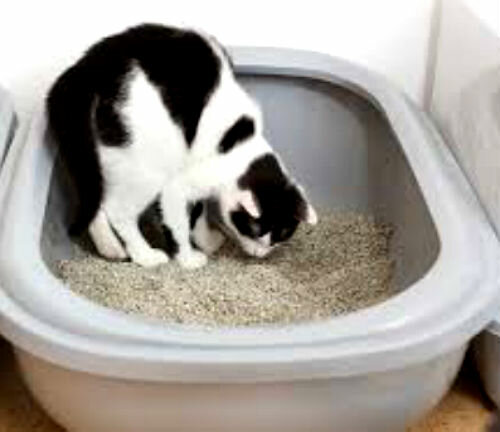 Почему котёнок ест наполнитель для туалета?