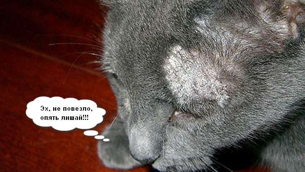 Диагностики и лечение лишая у кошки