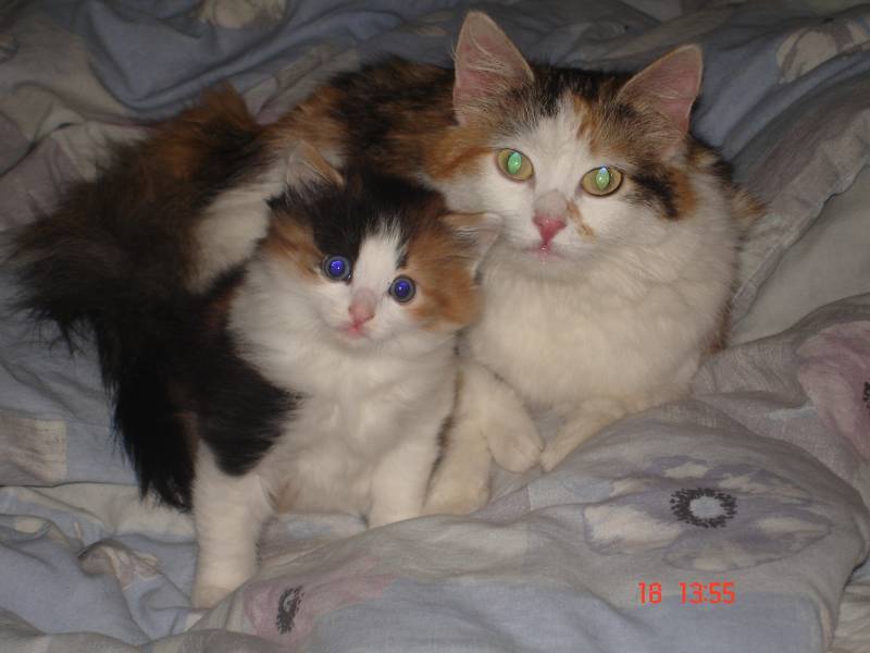 Трехцветная кошка - породы, генетика черепахового окраса, бывают ли трехшерстными коты