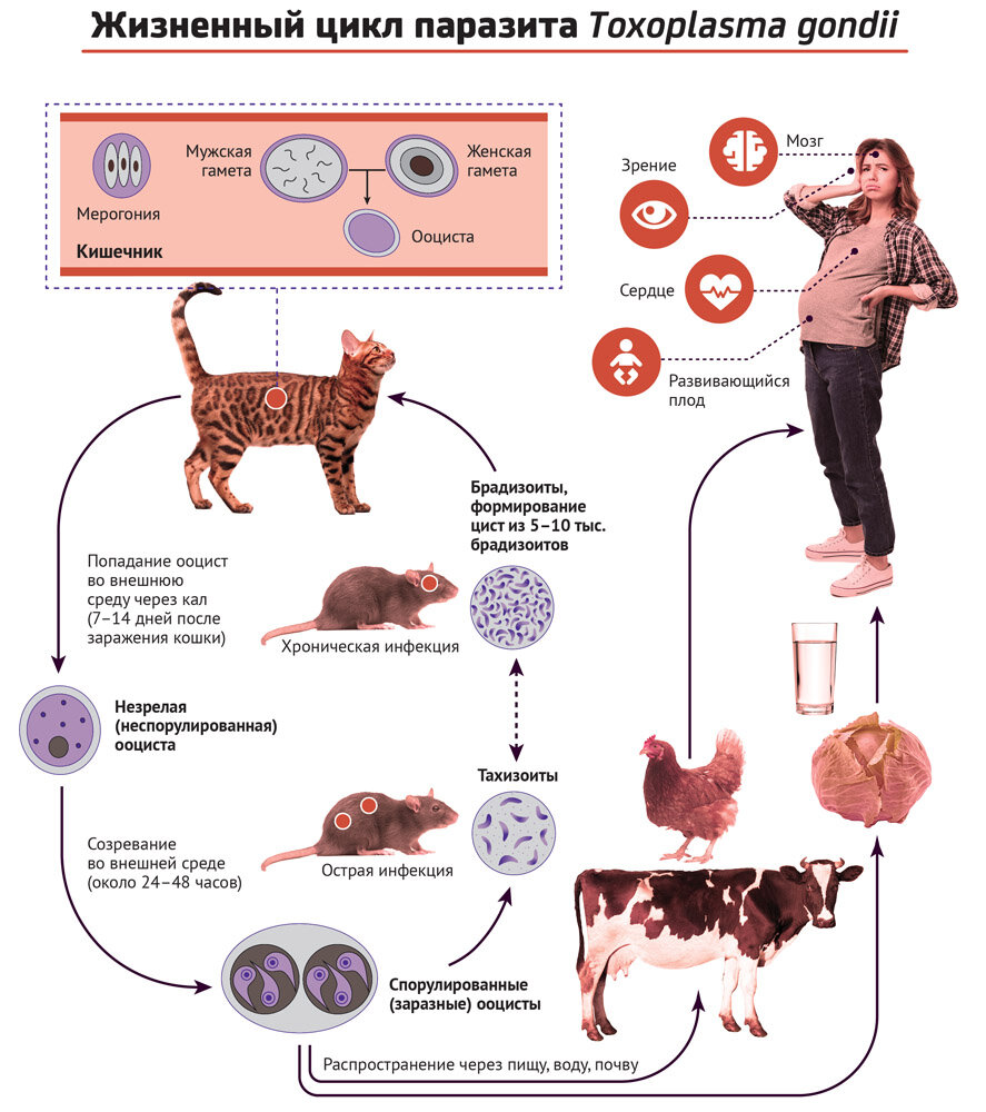 Как можно заразиться токсоплазмозом от кошки при беременности, как передается болезнь человеку?