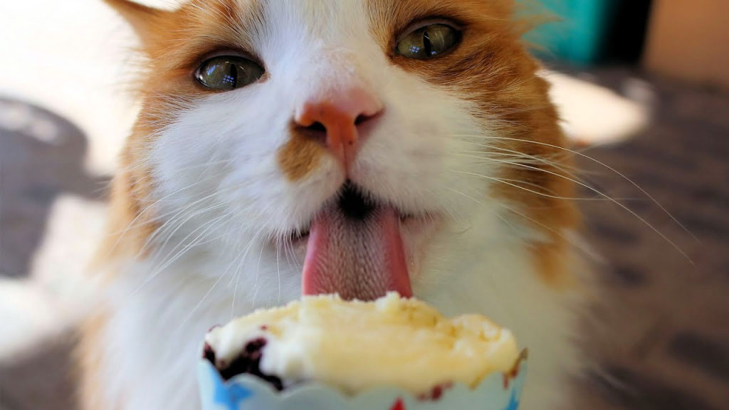 Можно ли кошкам мороженое? мнение ветеринаров и наш опыт | скоттиш фолд вислоухое мяу