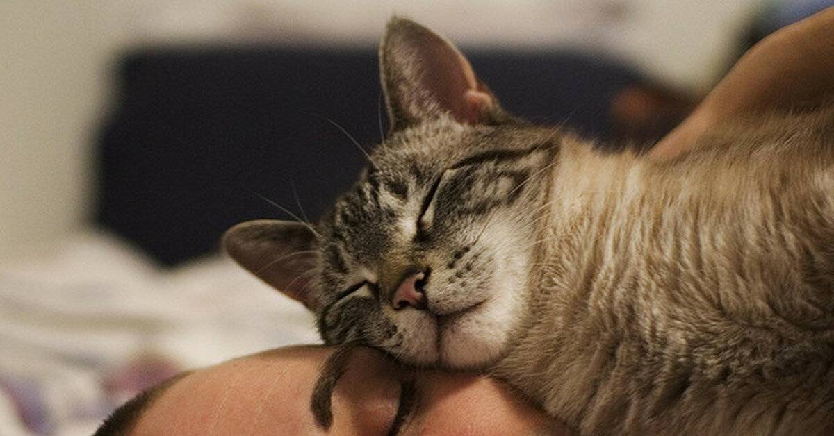 Почему кот спит на человеке: что означают его позы и выбранное место