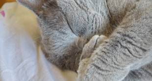 Выводим блох у кошки: симптомы и советы от эксперта