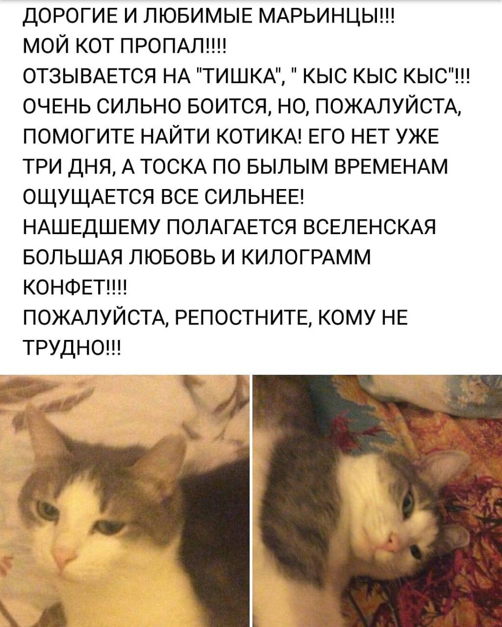 Почему кошки откликаются на кис кис