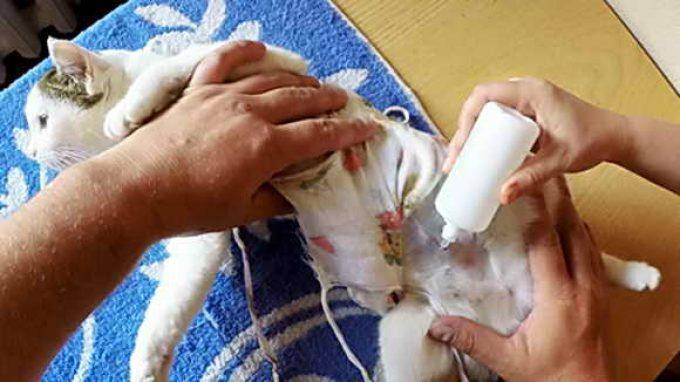 Шов у кошки после стерилизации: чем обрабатывать, как выглядит