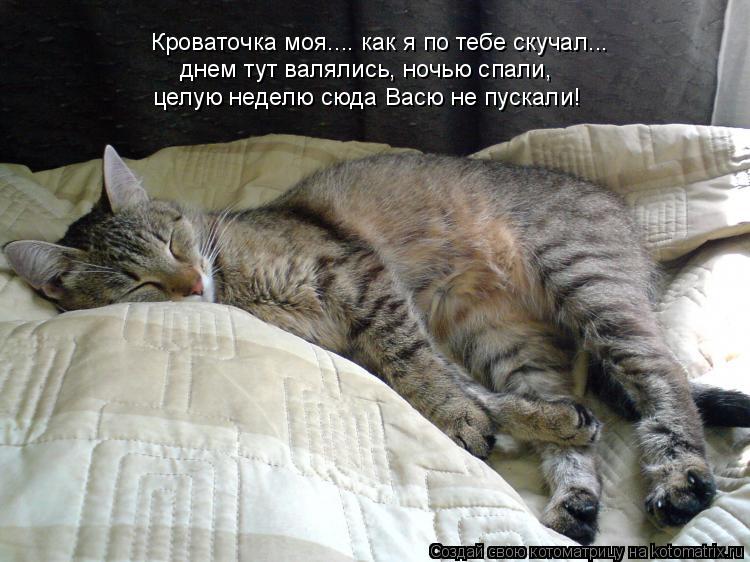 Как приучить кота спать ночью. приучение котёнка к месту для сна как приучить кота к лежанке
