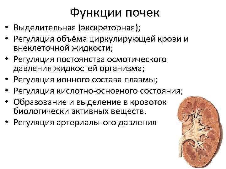 Как помочь кошке в жару в квартире | что делать если жарко, переносят ли, как охладить