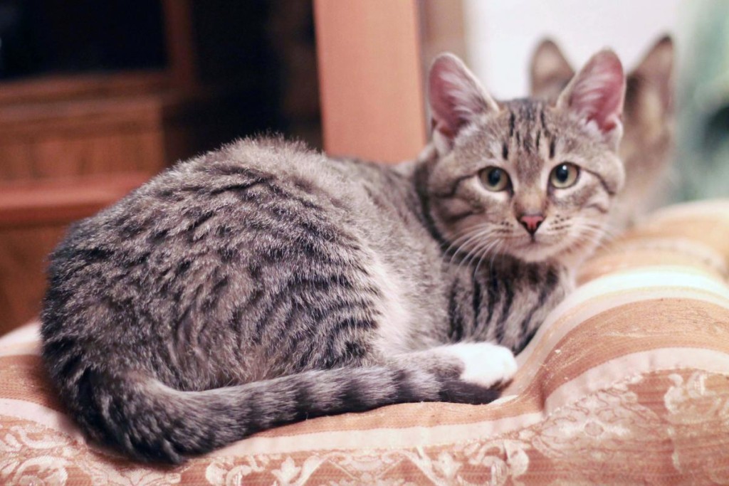 Полосатые кошки: 10 пород окраса табби