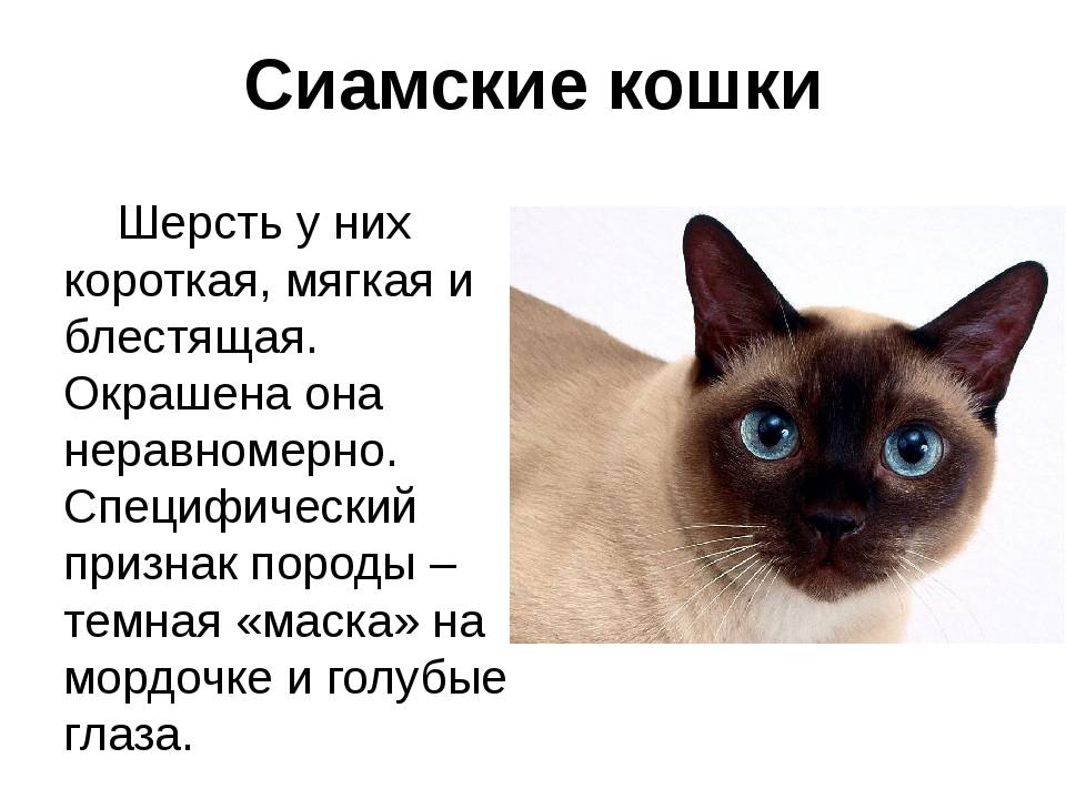 Givotinki.ru. эльф кошка. описание, особенности, характер, питание и фото породы