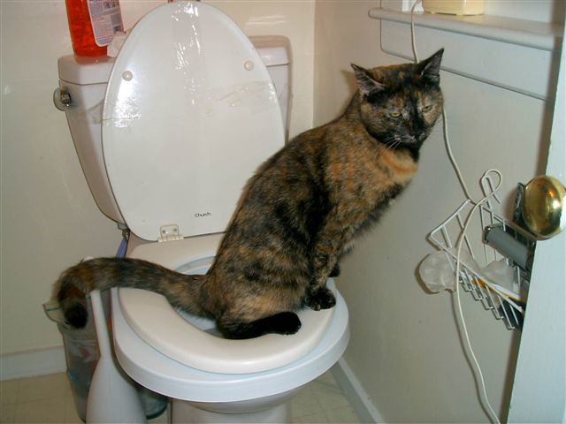 Как часто котенок ходит в туалет — все о покакушках