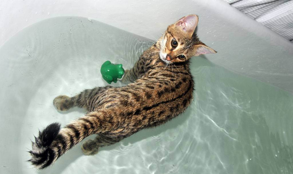 Почему кошки боятся воды - легенды и реальные причины