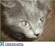 У кота глаза наполовину закрыты пленкой: причины и что делать | кот и кошка
