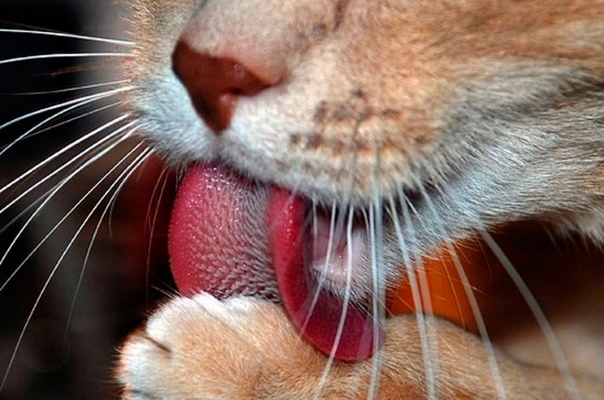 Почему кошка высовывает язык? заболевания, при которых наблюдается высовывание кончика языка у кошек