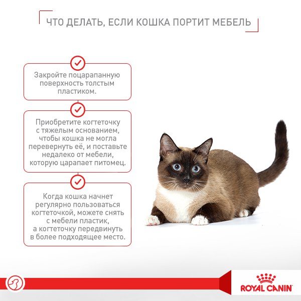 ᐉ что делать, если кошка орет? - ➡ motildazoo.ru