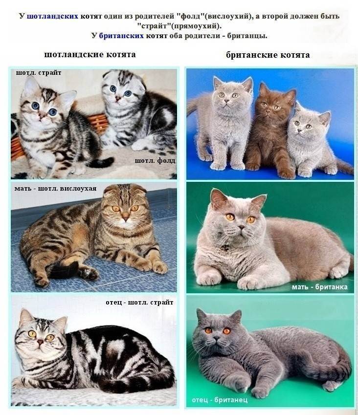 Разница между британцами и шотландцами кошки. чем отличается шотландская кошка от британской. шотландские кошки - трепетные домоседы