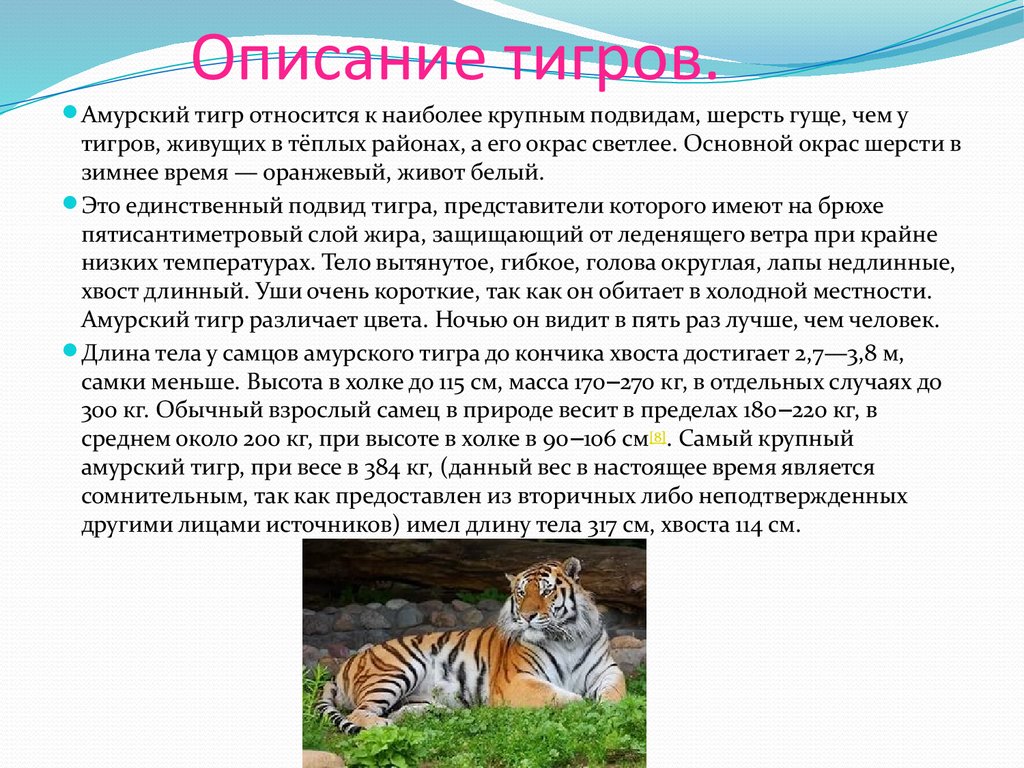 Азиатская леопардовая кошка: описание, характер, среда обитания и образ жизни, фото
