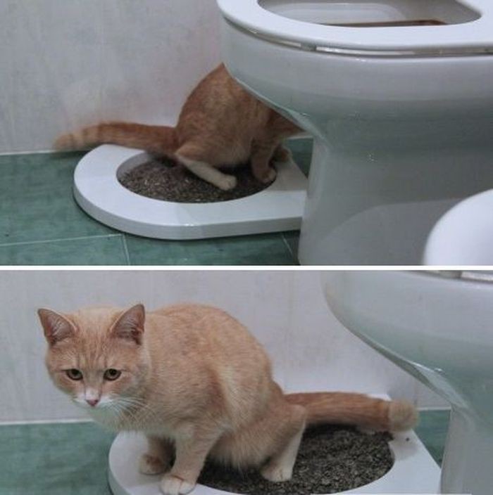 Как котенка приучить к туалету: быстро и просто