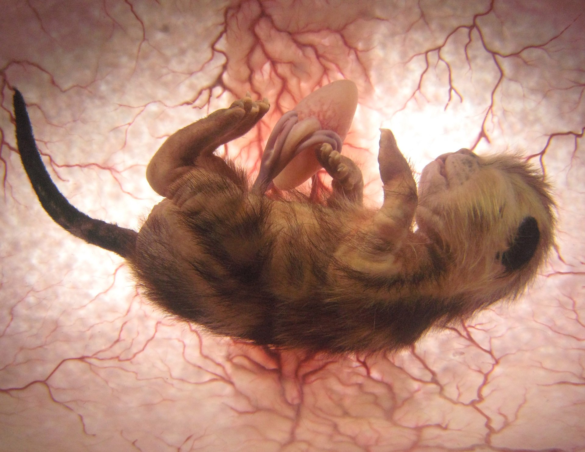 Угроза токсоплазмоза при беременности — нужно ли избавляться от кошки?
