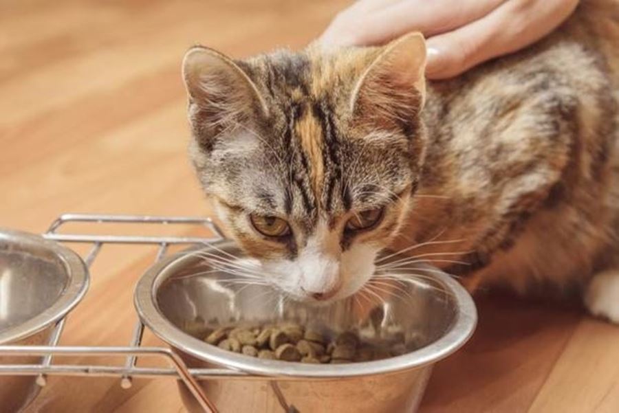 Чем кормить больную кошку?
